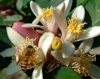 apis cerana honey bee