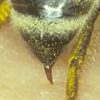 do_bees_sting_stinger