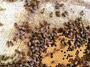 How do honey bees make honey