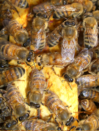 are honey bees endangered