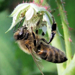 close up on honey bee