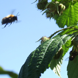 flying honey bees