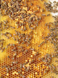 do_bees_eat_honey