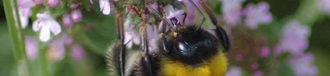 do bumblebees make honey