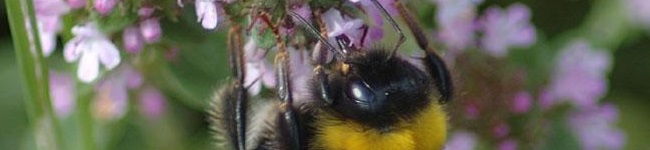 do bumblebees make honey