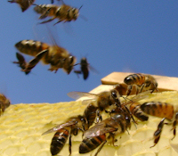flying_honey_bees_sting