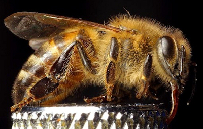 apis_mellifera_honey_bee