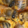 Honey Bee Information