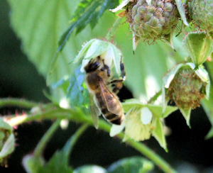 information about honey bees picture