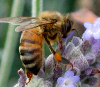 information on honey bees