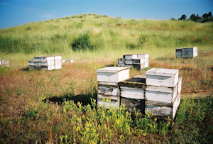 Where do honey bees live, hives